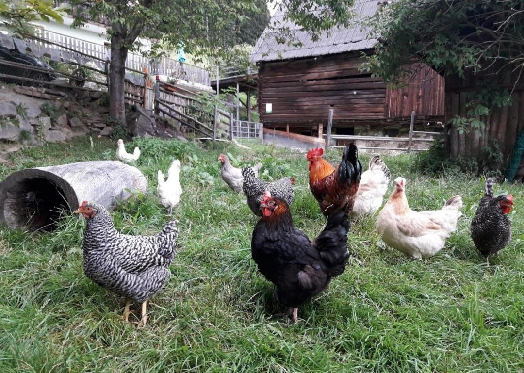 Berghof Familie Steinwender * Pölling